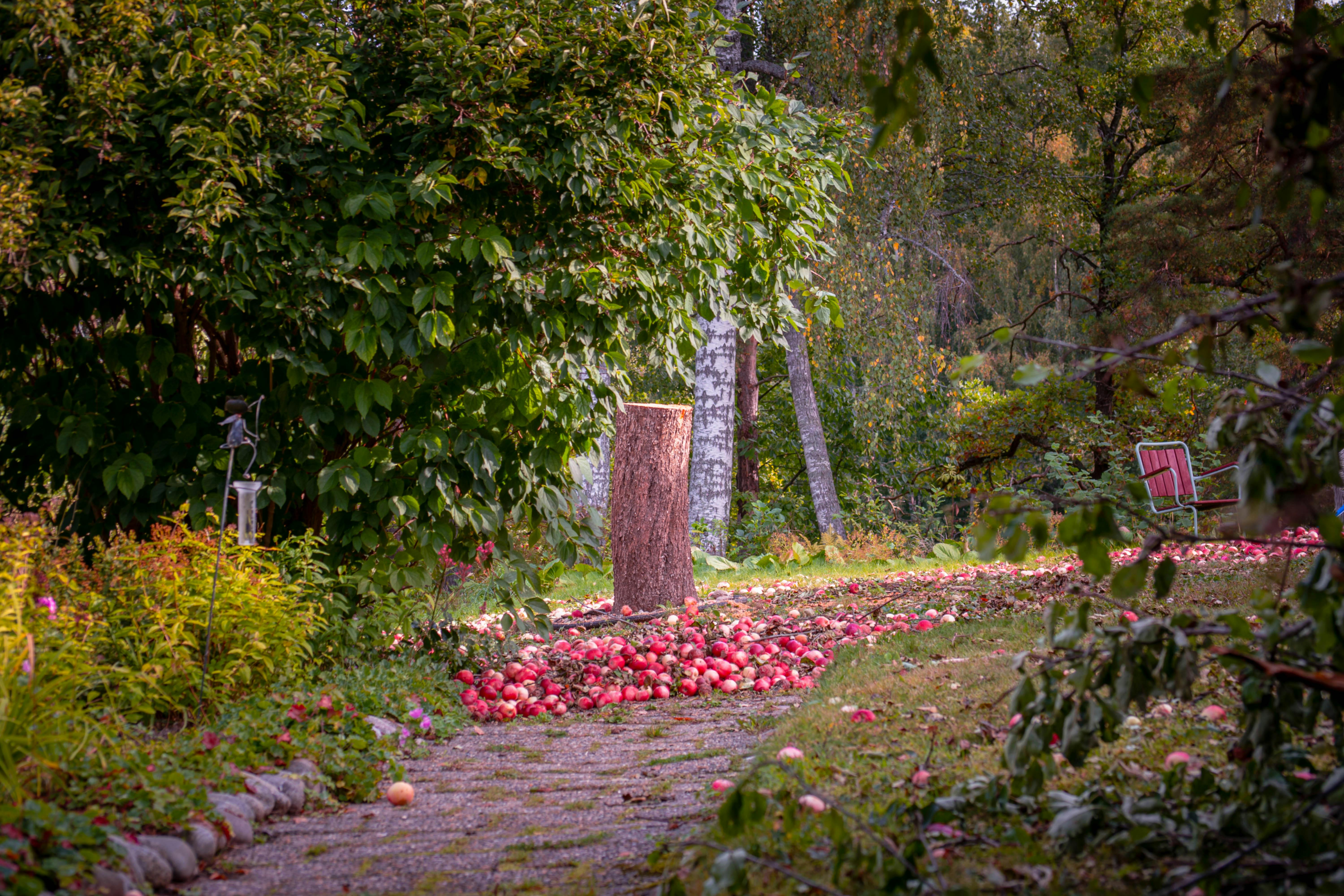 Baumstumpf im Garten